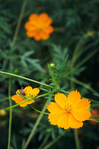 Close-up of yellow cosmos flowers blooming outdoors