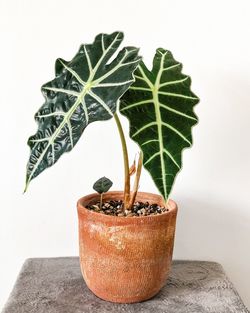 Close-up of potted plant on table against wall