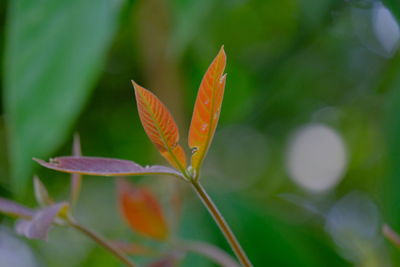 Close-up of orange leaf on plant