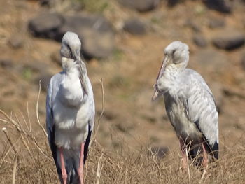 Close-up of birds on field