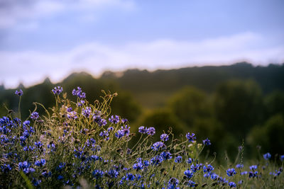 Close-up of purple flowering plants on field against sky