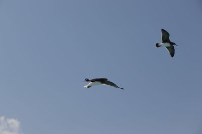 Low angle view of seagulls flying in sky
