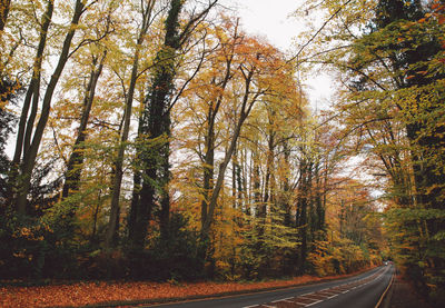 Road amidst trees in forest during autumn