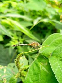 Close-up of insect on plant