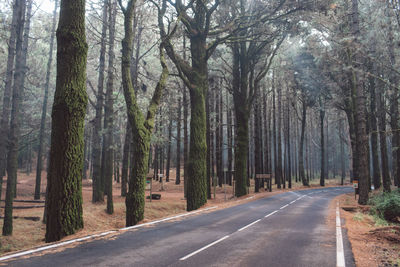 Road amidst trees in forest