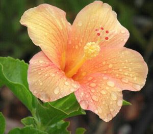 Close-up of pink flower