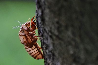 Close-up of insect on plant