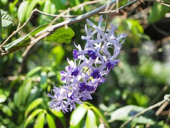 Close-up of purple flowering plants