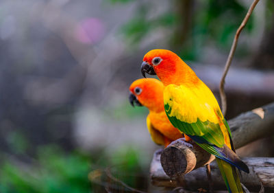 Beautiful colorful pair lovebirds parrots on branch. colorful love parrot couple