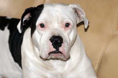 Close-up portrait of dog relaxing