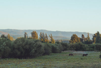 Scenic view of trees on field against sky
