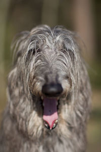 Close-up portrait of dog