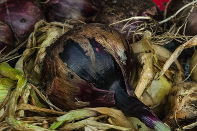 Close-up of bird