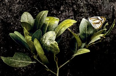 Close-up of leaves