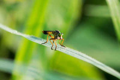 Close-up of insect on plant