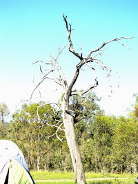 Bare tree on field against sky