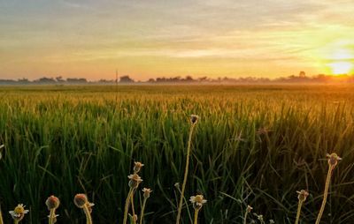 Wheat field against sky during sunset