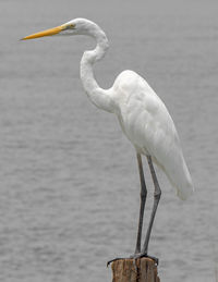 Bird perching on a sea