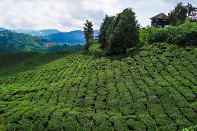 Tea plantation in cameron highlands, malaysia