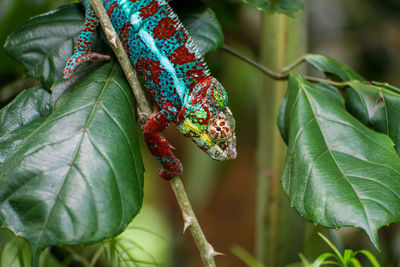 Close-up of chameleon on plant