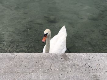 High angle view of swan floating on lake