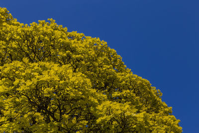 Low angle view of yellow flowering plants against clear blue sky