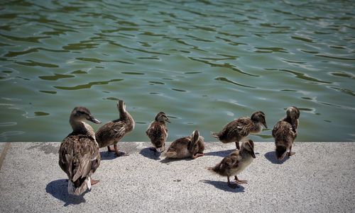 Group of birds in water