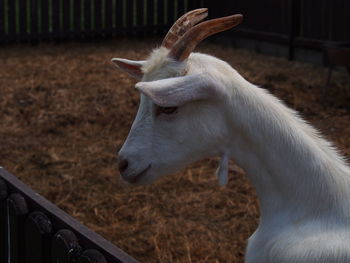 Close-up of goat at farm