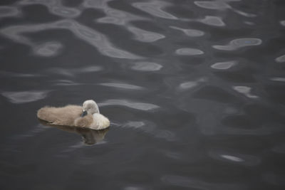 Young cygnet swan sleeping on the water