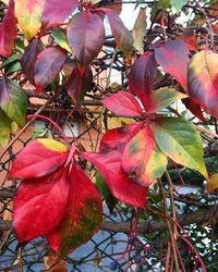 Low angle view of red flower tree