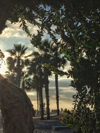 Trees on countryside landscape against sky