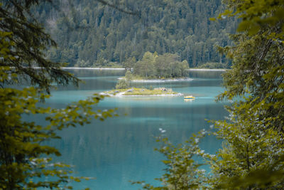 Scenic view of lake in forest
