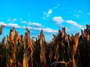 Scenic view of landscape against blue sky