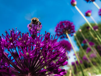 Close-up of bee on flower