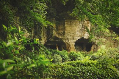 Plants and trees in forest