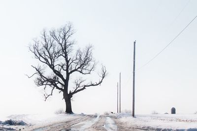 Bare trees on snow covered landscape