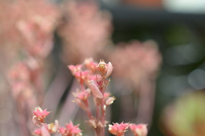 Close-up of pink flowering plant
