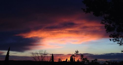 Silhouette of trees at sunset