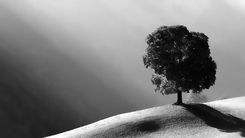 Close-up of tree against sky during winter