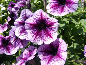 flowering plant