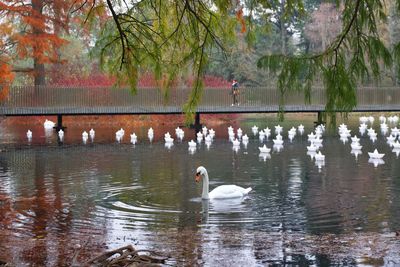 Swans swimming in lake