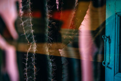 Close-up of spider web on plant