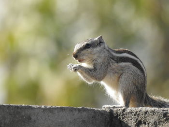 Close-up of squirrel