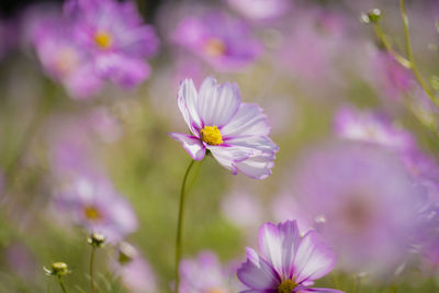 Close-up of purple cosmos flowers