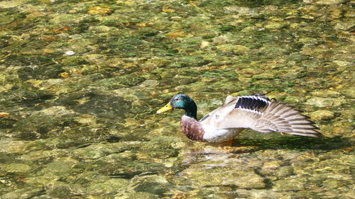 Side view of a bird flying over lake