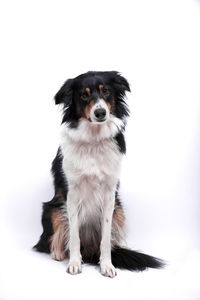 Portrait of dog against white background