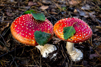 Close-up of fly agaric mushrooms growing on field