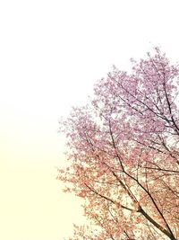 Low angle view of cherry blossoms against clear sky