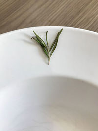 High angle view of plant in plate on table