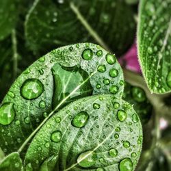 Close-up of water drops on leaf